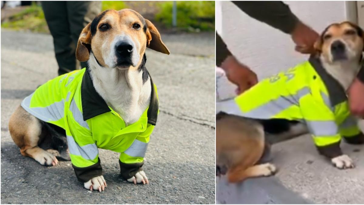 Adolfo, un perro policial que cautivó las redes sociales cuando la patrulla y la fuerza pública en Quindi