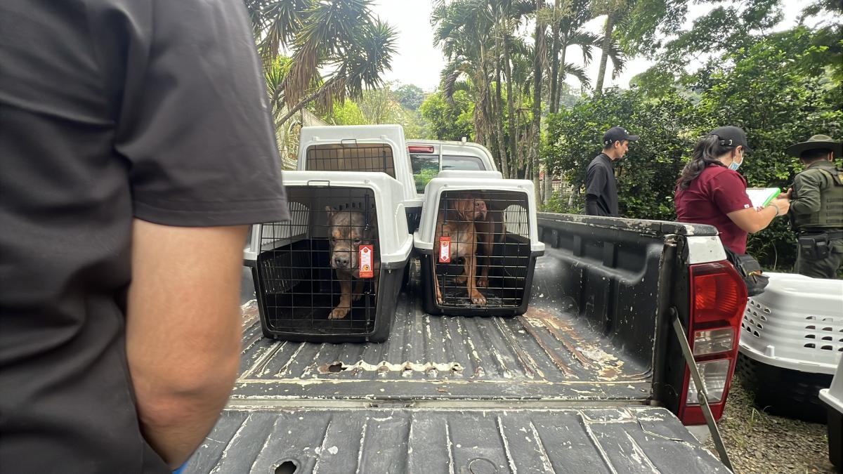 Una sanción drástica hacia la supuesta granja de animales ilegales en Cali: estaban en condiciones desproporadas