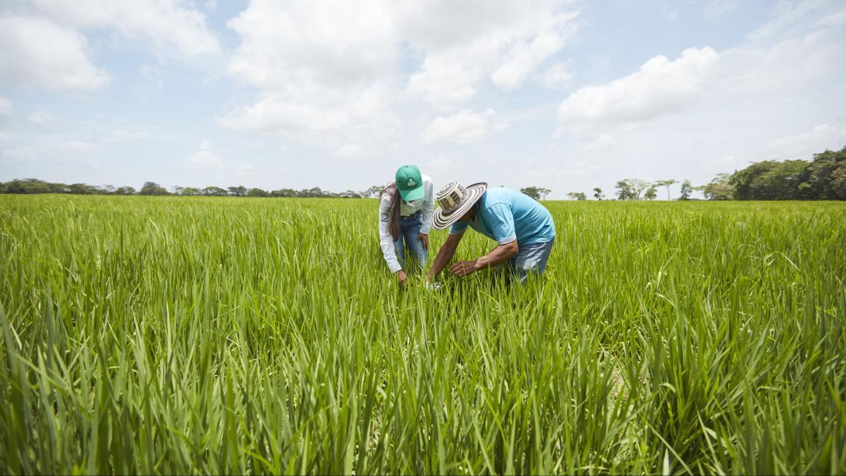 Foro en Villavicencio reunirá a los expertos agro