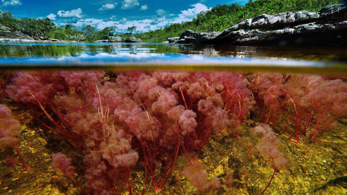 Caño Cristales, joya de meta turística

 – En la mira