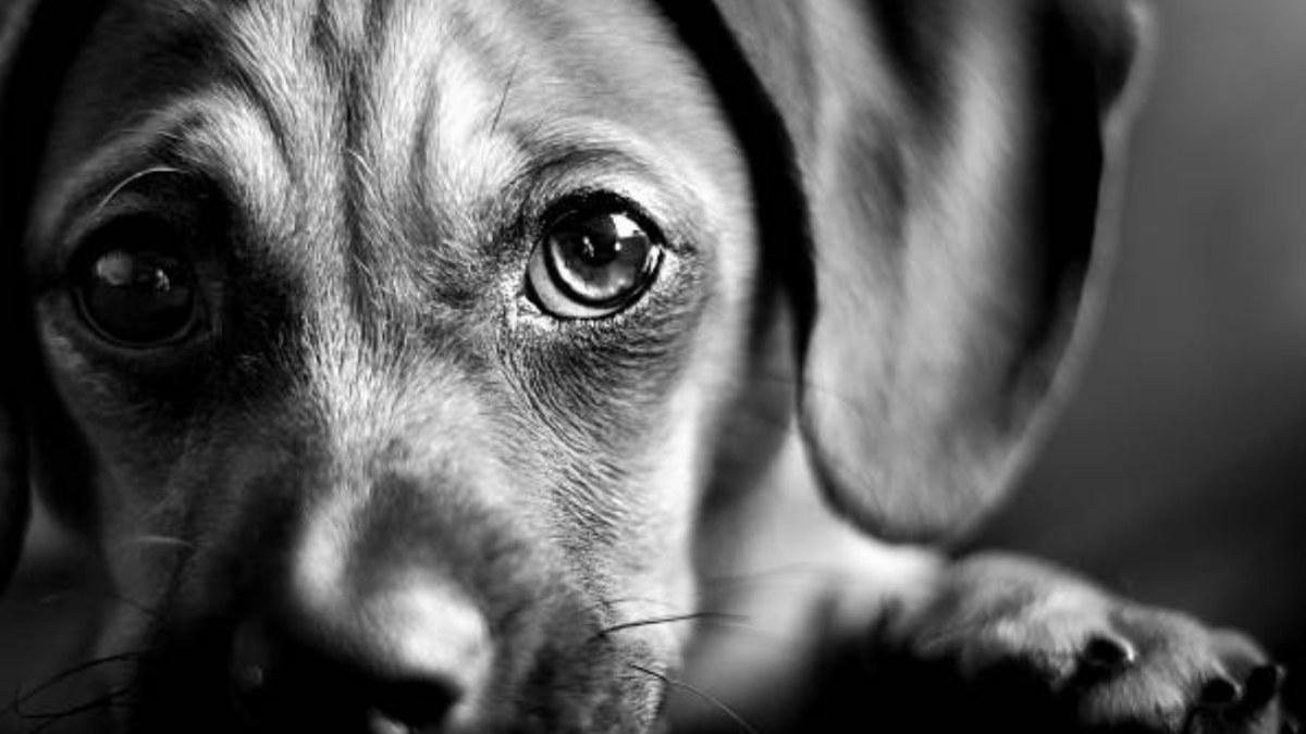 Indignación en Santa Marta con respecto al brutal abuso de animales: exigen justicia para Pinky

 – En la mira