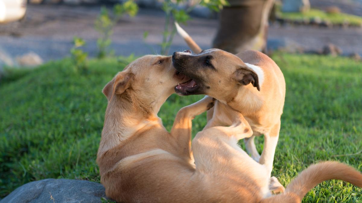 Menor de Sampés Indígena Cabildo (Sucre) fue llevado a luchar por un mal tratamiento del perro

 – En la mira