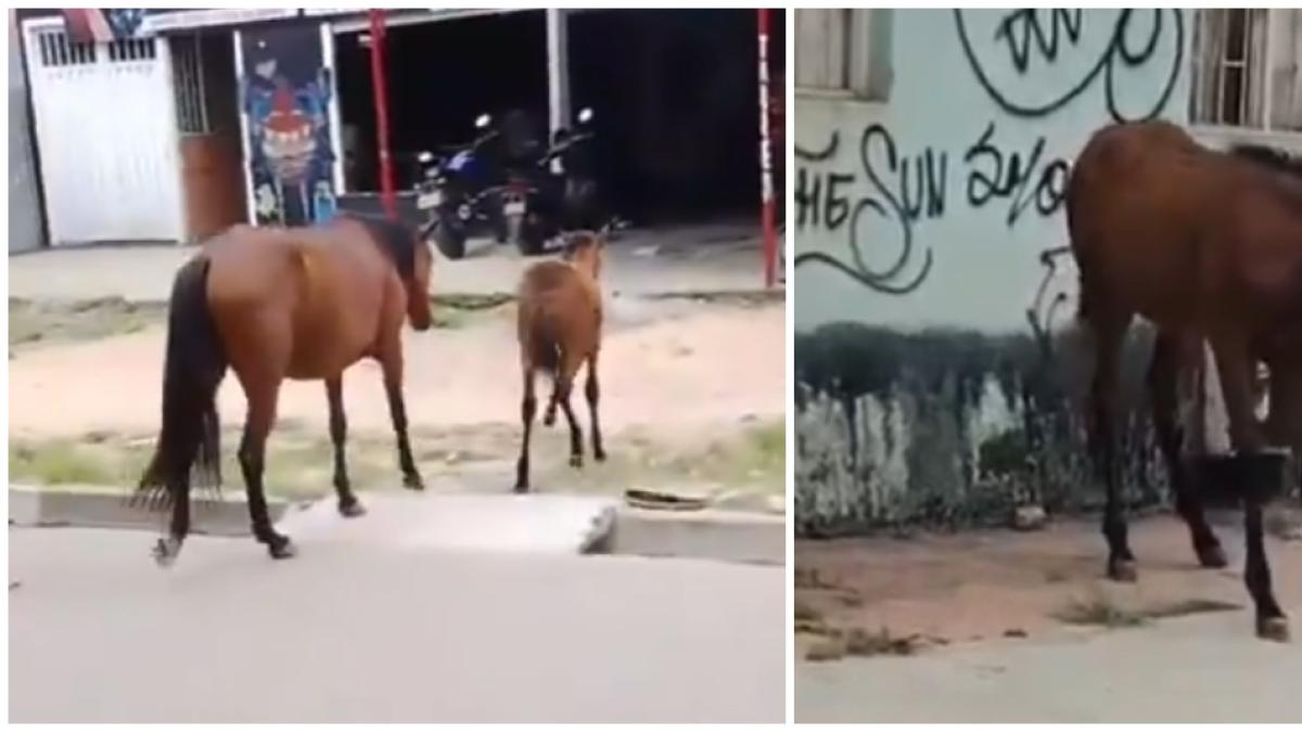 El motociclista metió el potro en Ibagué y se rompió la pierna: los voluntarios lograron ayudar

 – En la mira