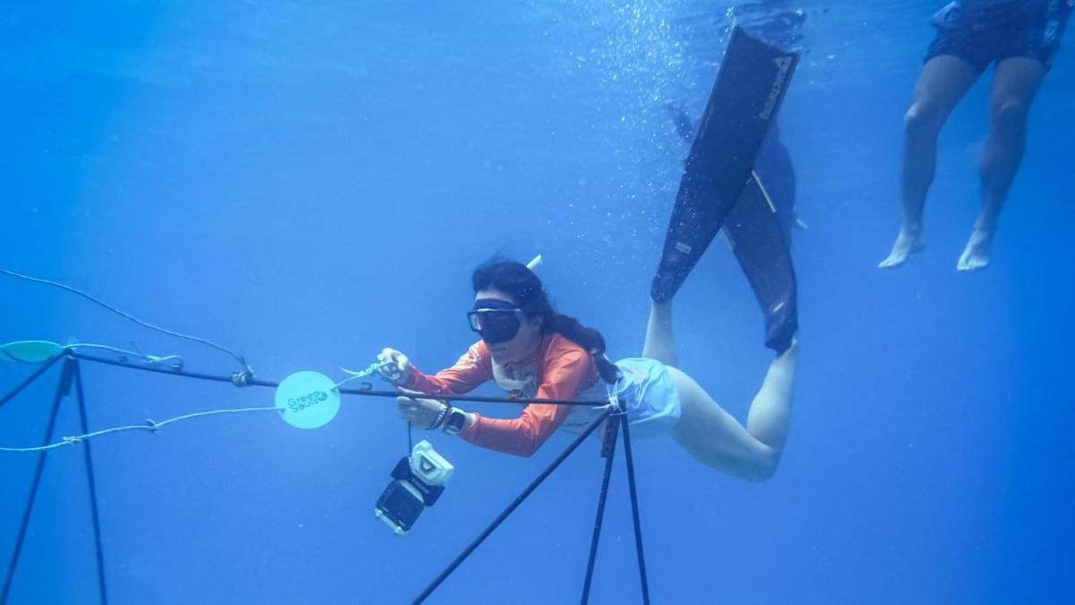 Así es como funcionan las guarderías de coral, que buscan revivir el arrecife en San Andrés

 – En la mira