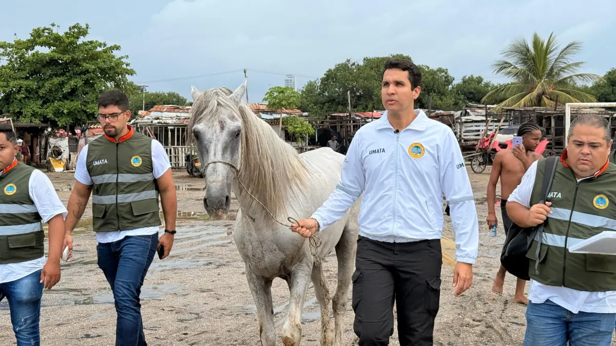 La oficina del alcalde de Kartagena salva a un caballo mal tratado y progresa en el progreso legal contra el agresor, que sigue siendo un fugitivo

 – En la mira