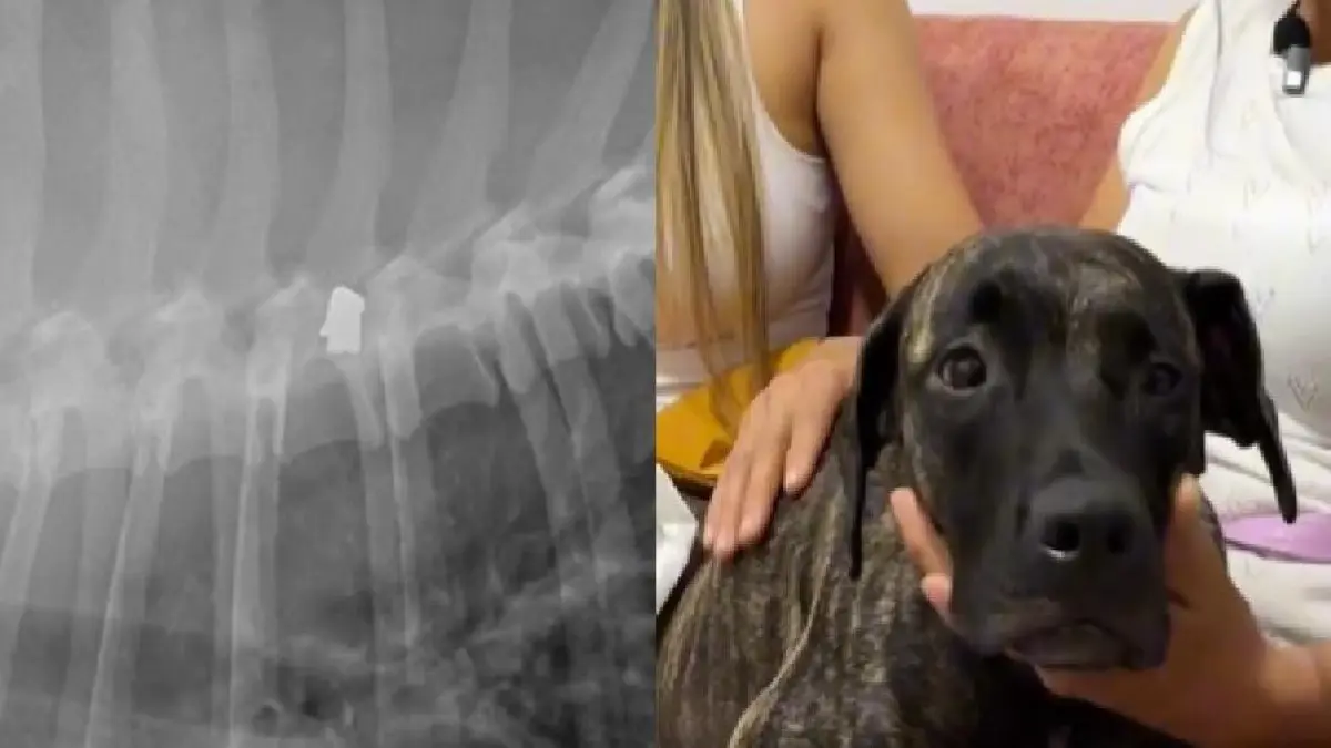 Doguillo

 – En la mira