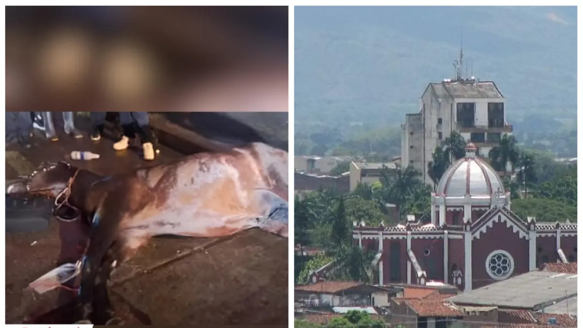 El caballo murió de ataque cardíaco; Van 3 años con la muerte de caballos

 – En la mira