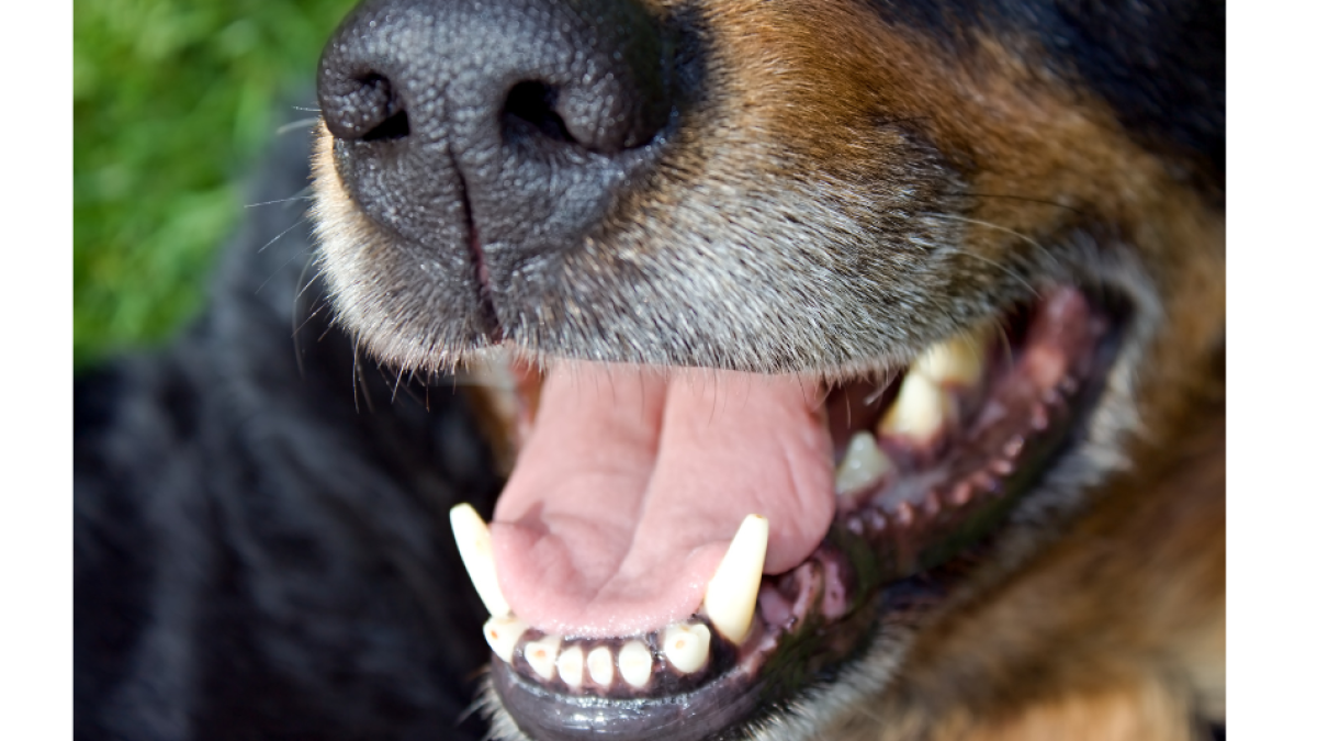 El distrito de Cartagena ofrece un premio por agresión brutal con un machete para un perro

 – En la mira