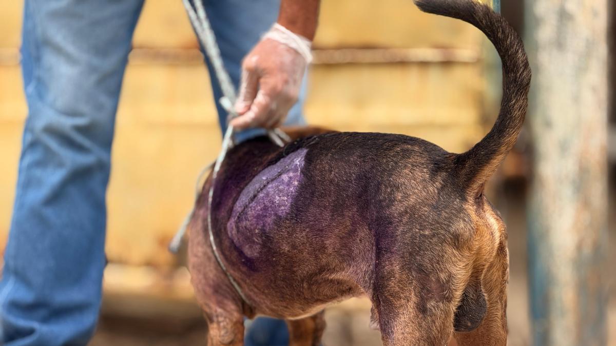 Los agresores de perros jóvenes en Cartaagen son entregados en el fiscal y serán procesados ​​por usar animales

 – En la mira
