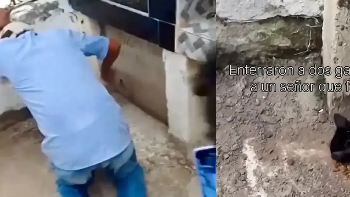 La indignación de los gatos que fueron enterrados vivos con su dueño en Sucre: fue un rescate

 – En la mira