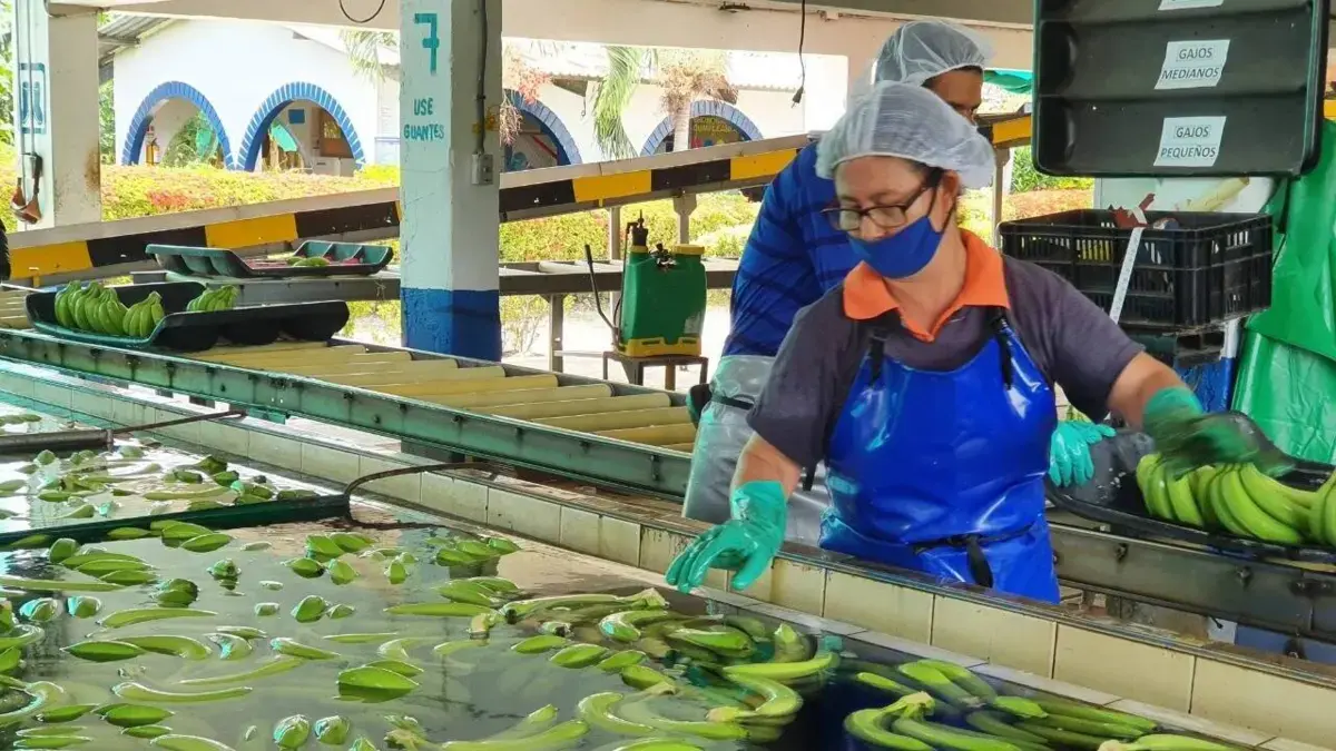 La exportación del Caribe de Bananas aumentó en un 18 % en 2025.

 – En la mira