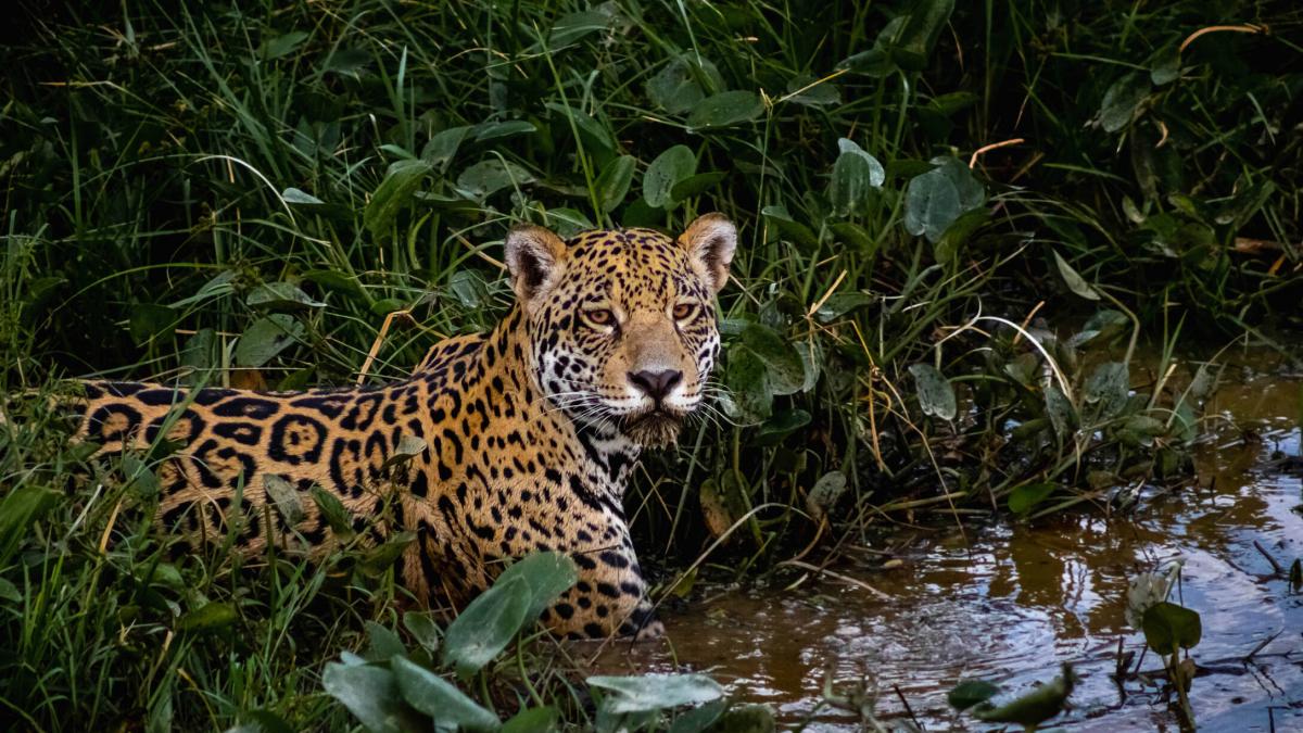 La controversia y el rechazo del posible cazador de jaguar en Valle: el hombre quería matarlo; Lo que se sabe en el caso tuvo lugar en la zona de Buenaventura

 – En la mira