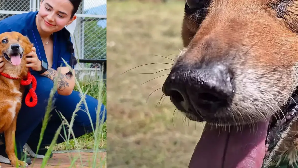 Después de dos años de búsqueda adoptiva, encontró una familia

 – En la mira