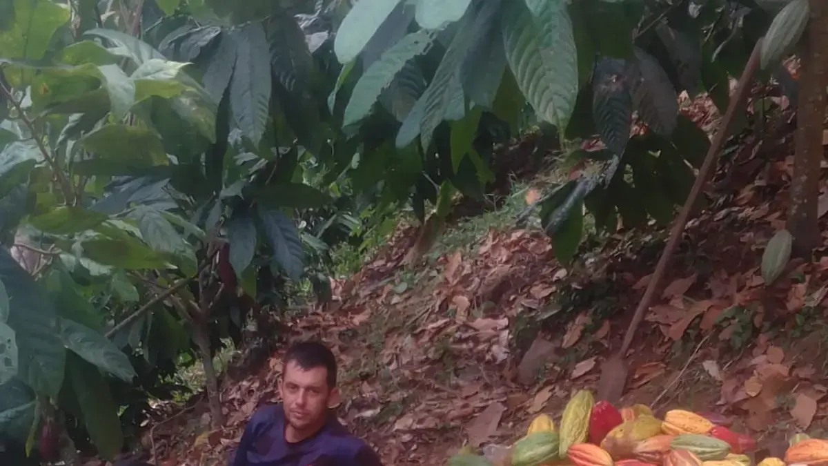 Exportar 50 toneladas de cacao premium de César a Gran Bretaña impulsa la economía rural

 – En la mira