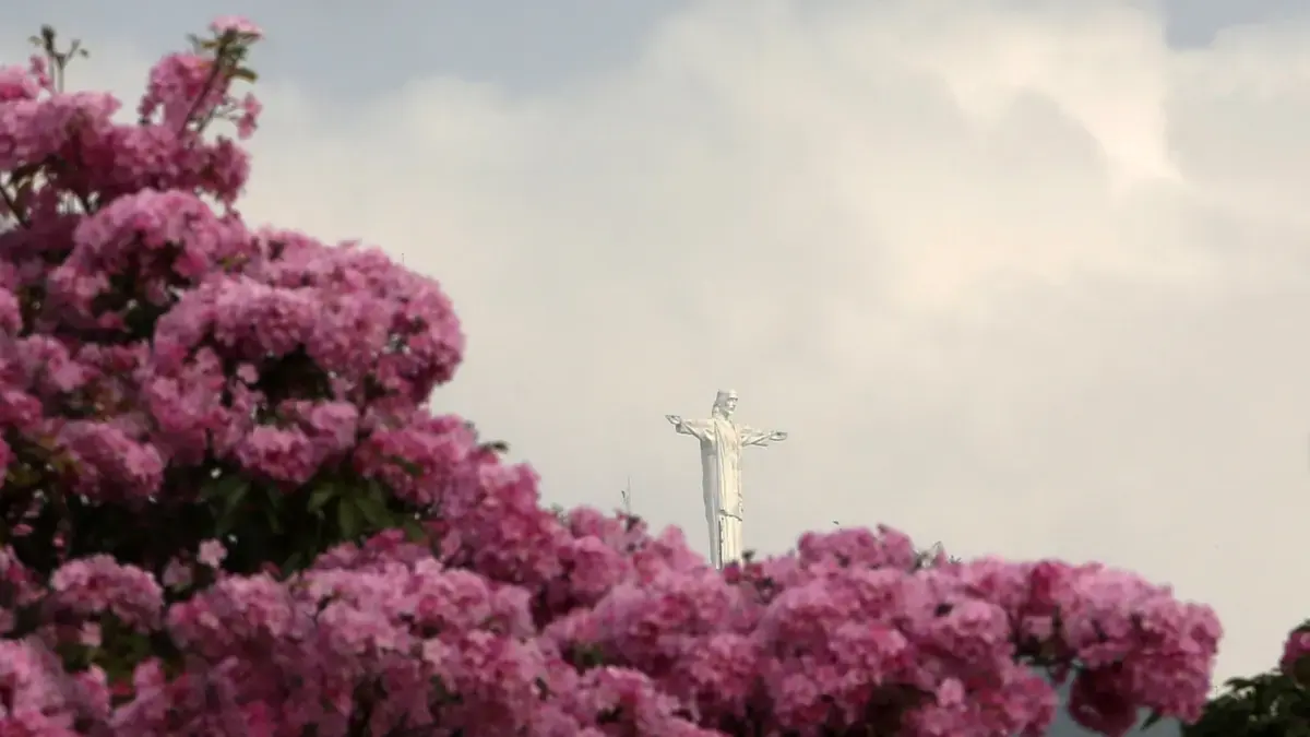 En las imágenes, los guayacanes rosados ​​decoran las calles de todos: más de 17,000 árboles florecieron en la capital de Valle del Cauca

 – En la mira