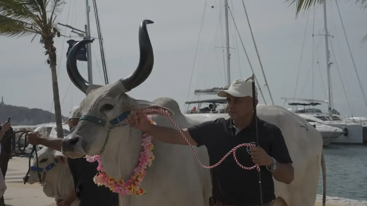 Con la subasta frente al mar, Fedegán celebrará 500 años de animales de granja colombianos

 – En la mira
