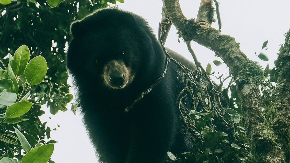 En las zonas rurales de la palmira, el campesino logró ver los ojos de los vasos del oso, la especie amenazó con extinción

 – En la mira