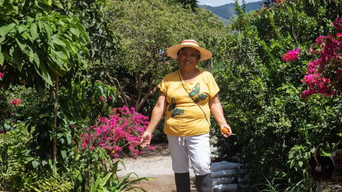 La sabiduría innata del campesino en Nariño la llevará a Japón lejano, con su exitosa experiencia de “bosque comestible”

 – En la mira