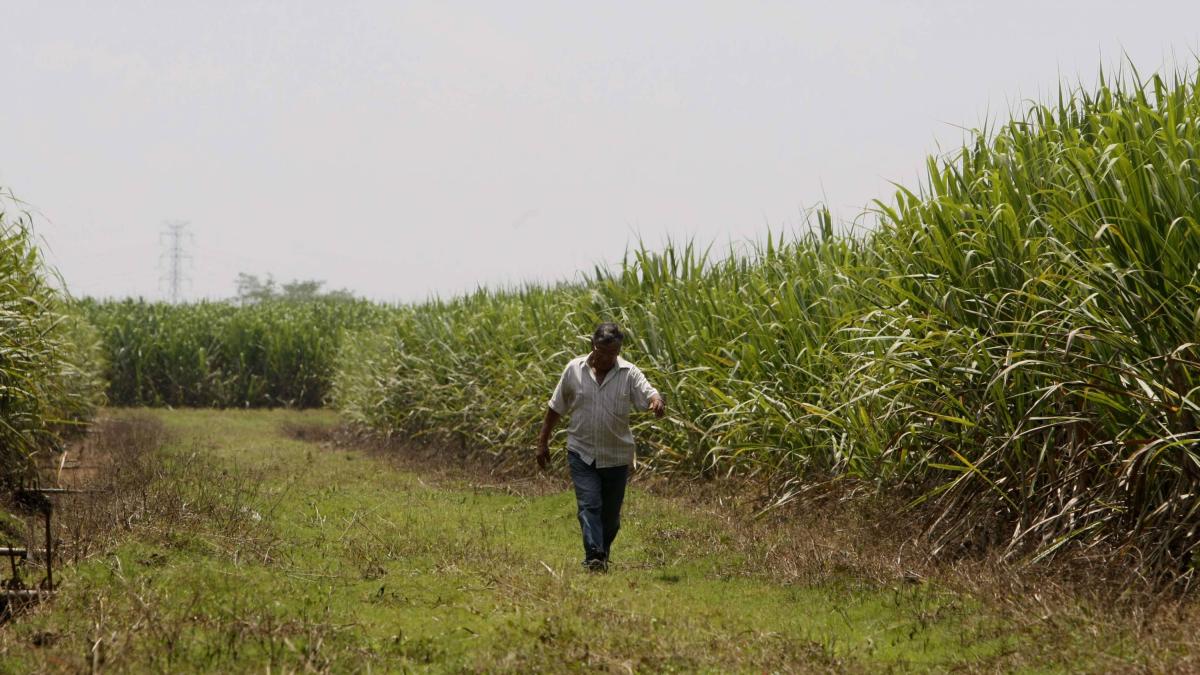 Asocaña responde al Ministro (e) del medio ambiente para el cultivo de agronegocios en el valle: “No terminamos el agua subterránea”

 – En la mira