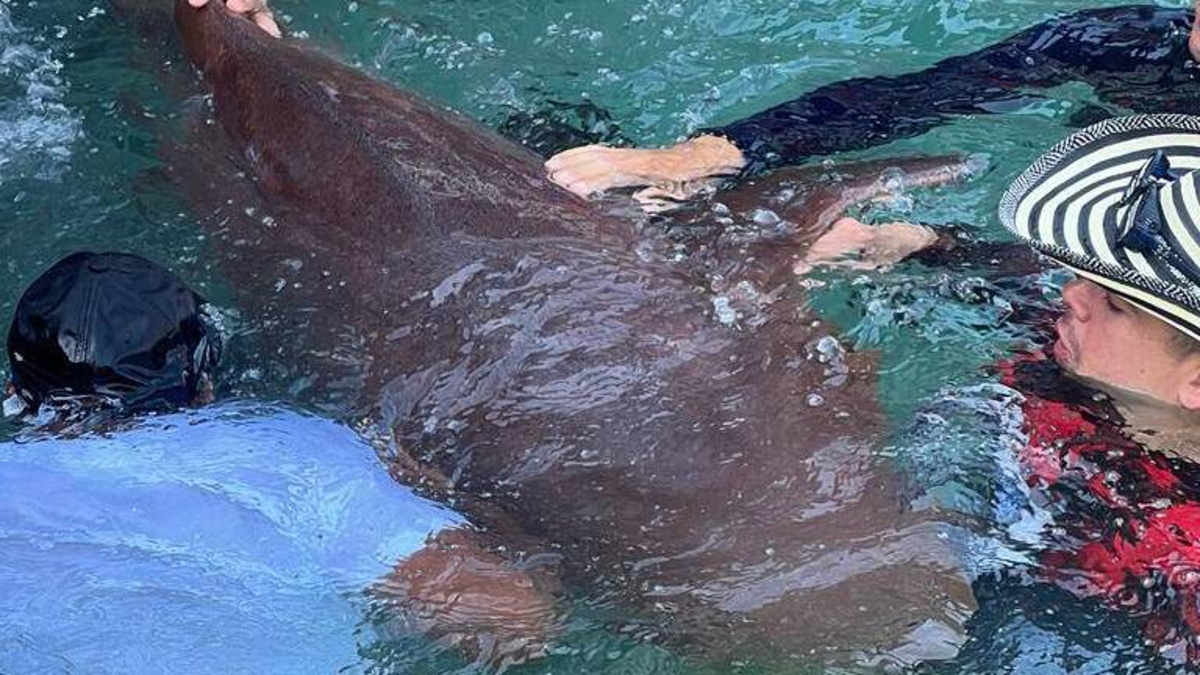 Un tiburón atrapado atacó a un turista de 14 años en el islote de San Bernardo, en la zona insular de Cartagena, y le hirió gravemente la mano

 – En la mira