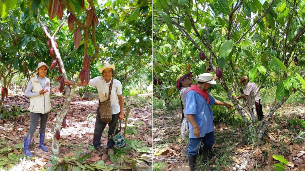 Asociación de comunas de cacao de la región

 – En la mira
