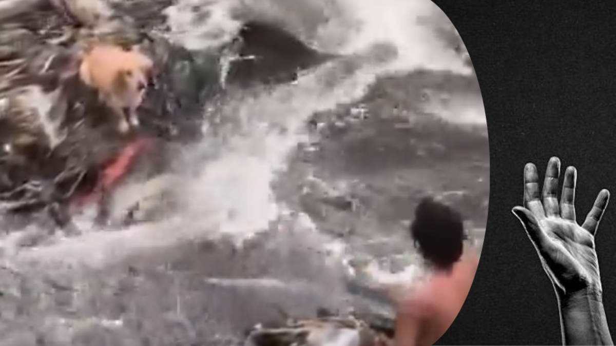 Jóvenes héroes rescatan a un perro atrapado en el río Otún en Pereira

 – En la mira