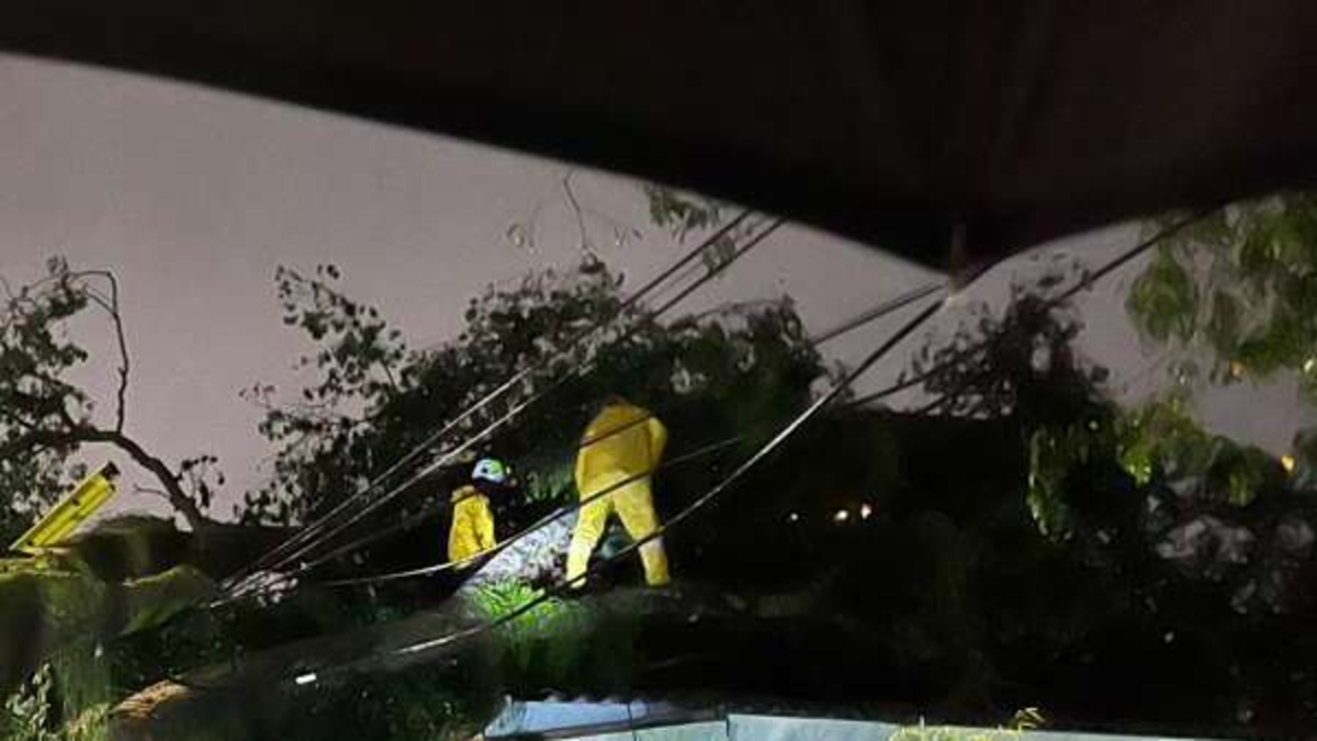 uno tiene 13 metros de altura y cayó sobre una casa; lo que se sabe

 – En la mira