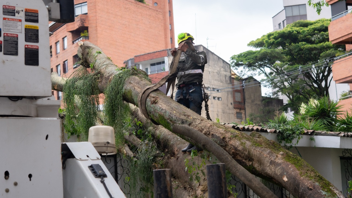 “El árbol parece haber sido talado con un hacha grande; el muro y la valla lo detuvieron, de lo contrario habría destruido la casa.

 – En la mira