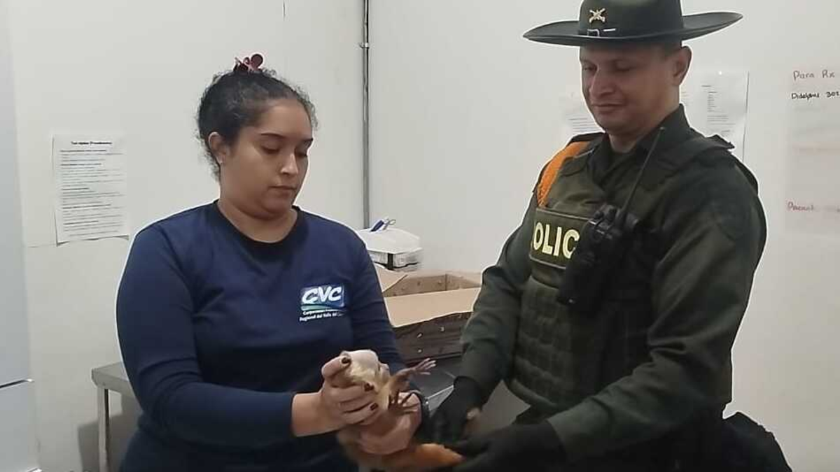 Salvan la vida de un primate que estaba en un buzón luego de ser transportado en un bus intermunicipal en Cali: se sabe

 – En la mira