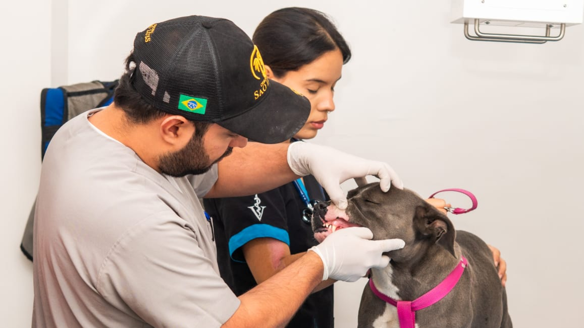 ¿Tienes una mascota en California? Esto es lo que necesitas saber sobre los servicios de urgencia y emergencia que tiene Animal Care Center.

 – En la mira