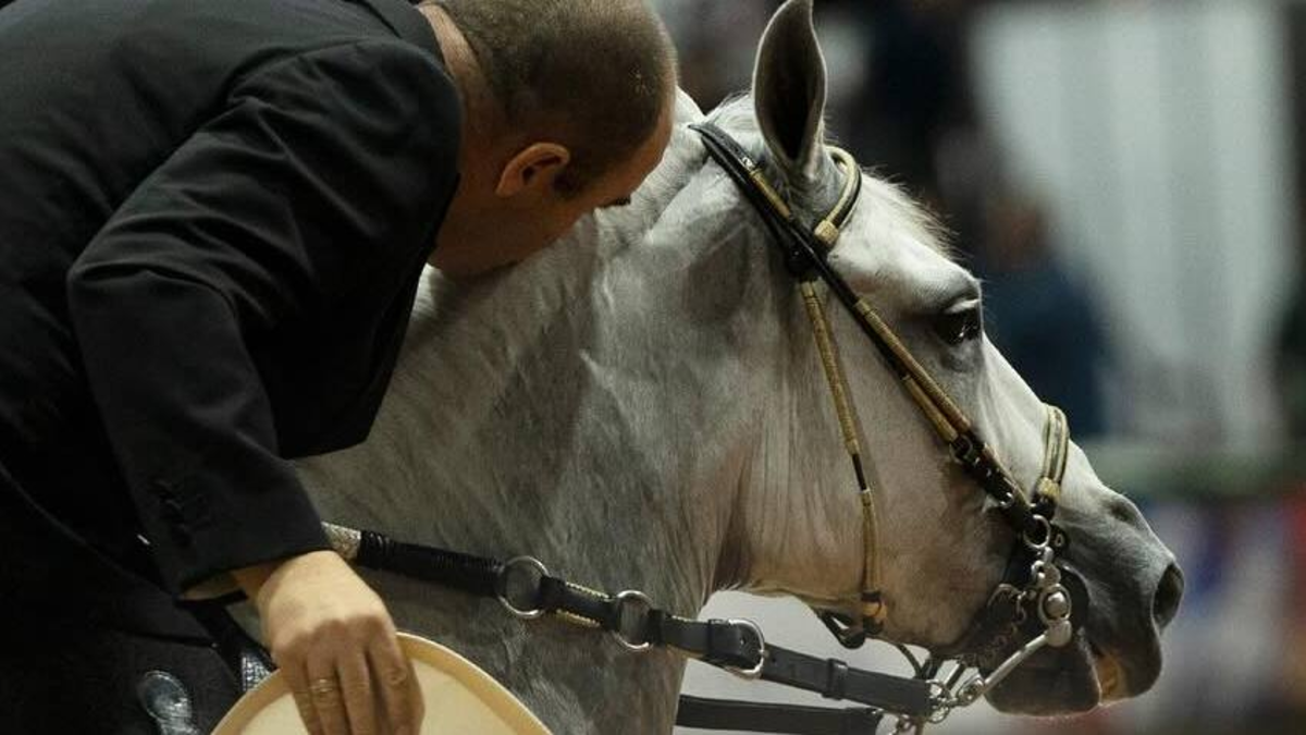 una semana con los campeones del trote, galope, trocha y paso fino
 – En la mira