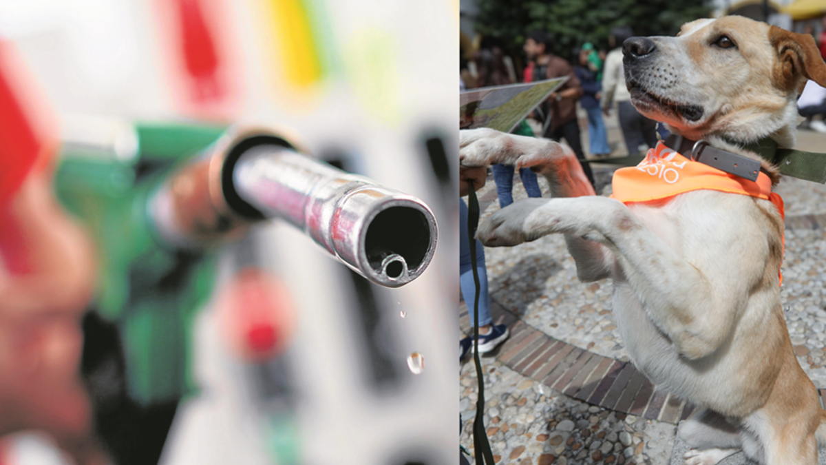 una alianza entre el Gobierno del Valle y la Unión Petrolera para ayudar a los animales indefensos
 – En la mira