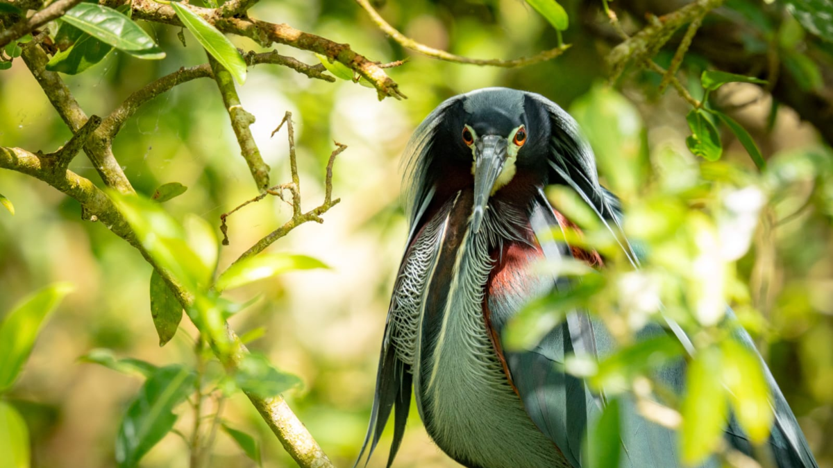 La garza Agamí, endémica de los manglares de Córdoba y Sucre, será el símbolo de los Juegos Nacionales 2027.
 – En la mira