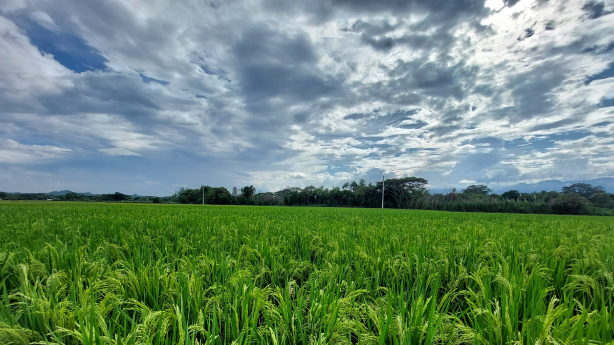 En el Valle, científicos han desarrollado una nueva variedad de arroz resistente a herbicidas para Colombia y países de América Latina: ¿cómo lo lograron?

 – En la mira