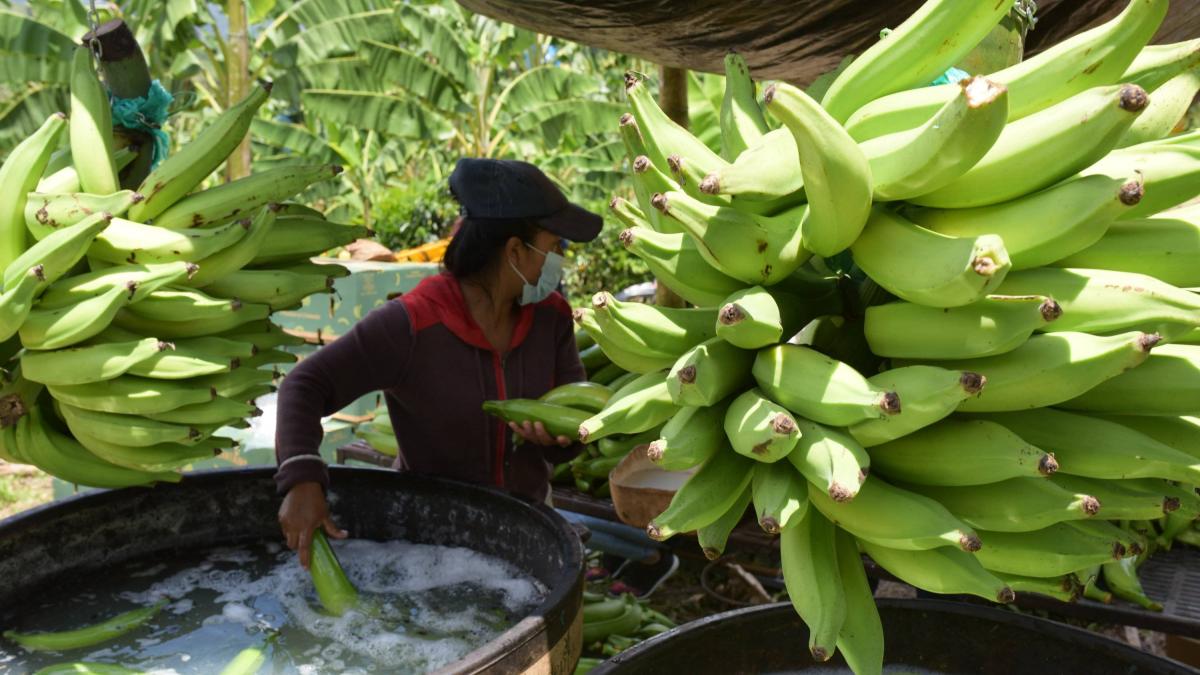 Gremio bananero del Magdalena y La Guajira pide cautela en medio de crisis con Estados Unidos y advierte riesgos para el empleo rural en el Caribe

 – En la mira