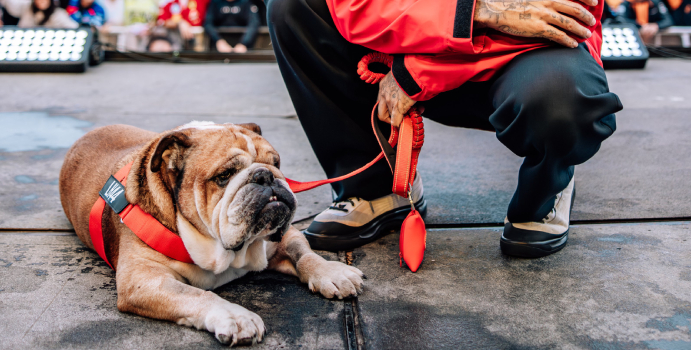 Hamilton aprecia la respuesta a tu perro Roscoe

 – En la mira