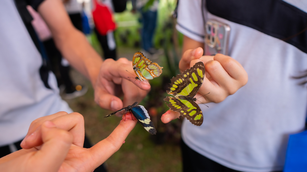 Junto con la presentación de una sorprendente mariposa, la puerta de la ciudadela educativa de la diversidad biológica se abrió en la pulgada del norte

 – En la mira