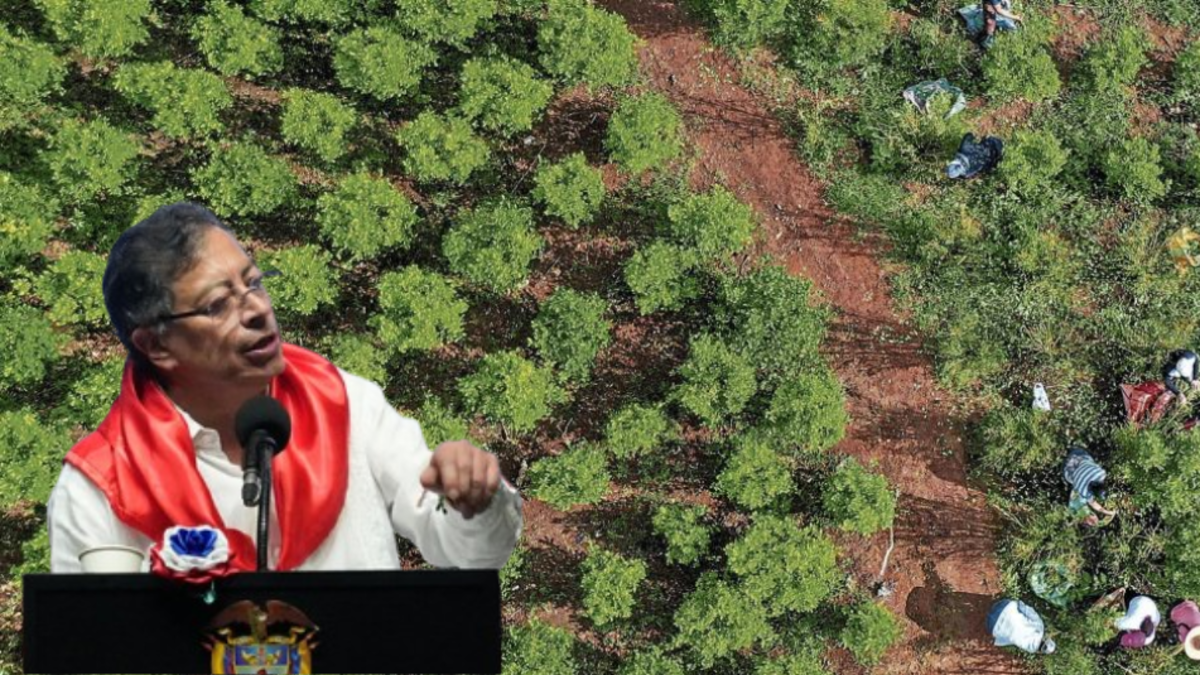 Las Naciones Unidas ampliarán el método de medir los cultivos de coco después de las preguntas del presidente Gustavo Petro: esto respondió al presidente

 – En la mira