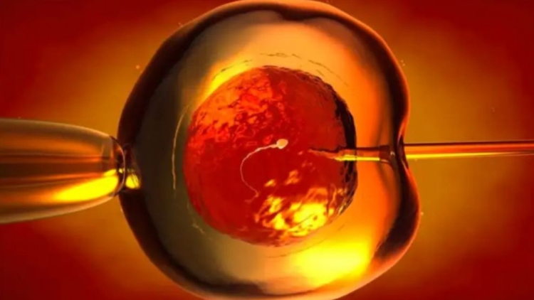 Los científicos crean huevos humanos a partir de células de la piel – 

 – En la mira