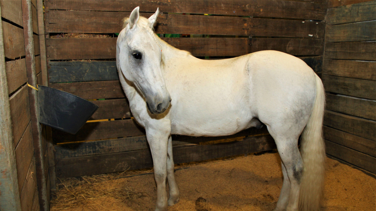 Estos pueden representar amenazas económicas y de salud para la región.

 – En la mira