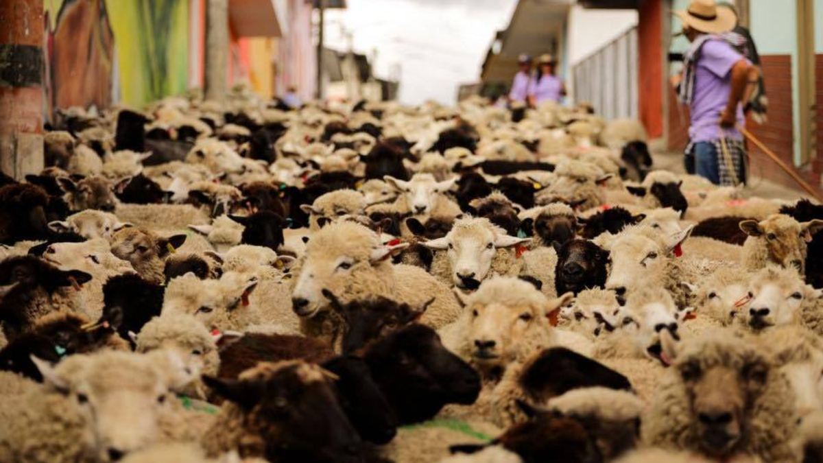 2.000 ovejas llenaron de encanto las calles de Marulanda, una comuna de Caldas que celebra su identidad con un desfile de ovejas cada dos años

 – En la mira