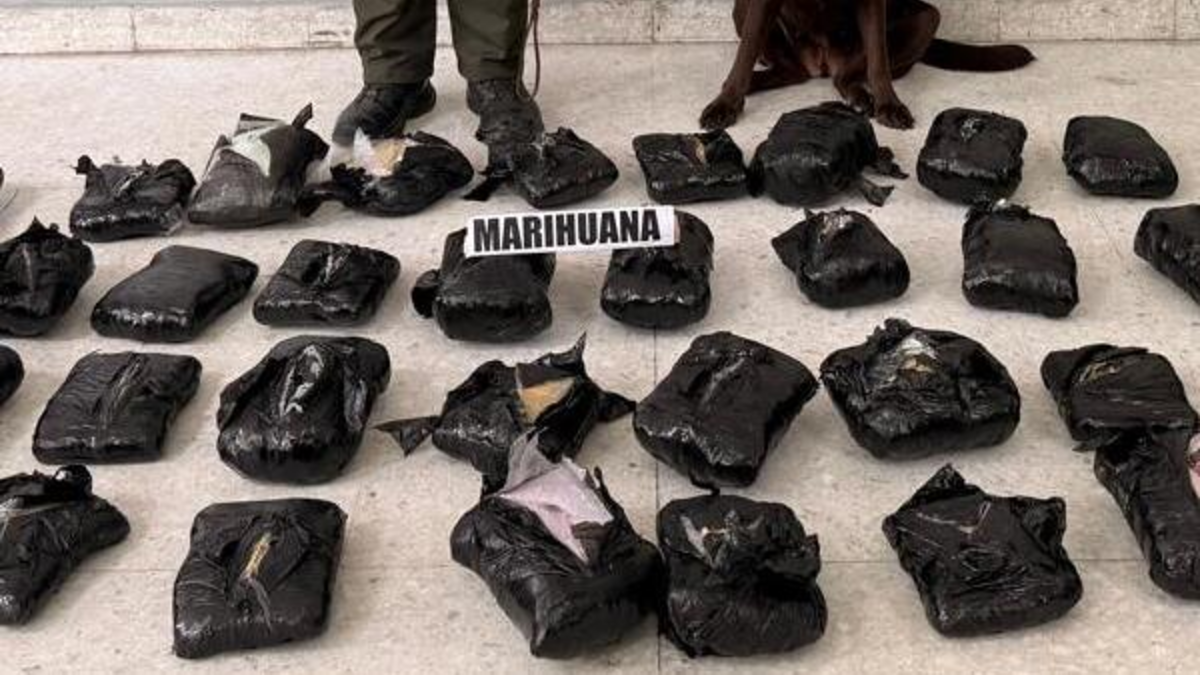 Incautaron 21.000 gramos de marihuana disfrazados de una empresa de reparto: un perro antidrogas detectó sustancias ilegales

 – En la mira