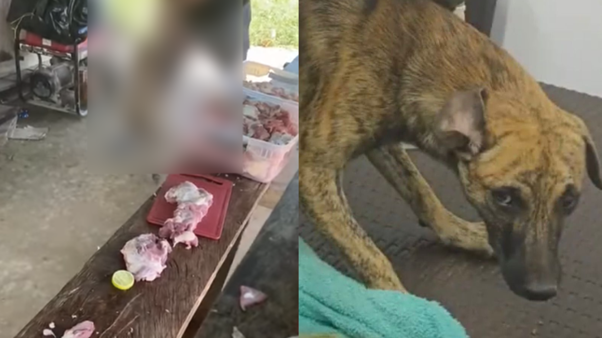 En Antioquia, indignación por la liberación de un hombre que se entregó a la policía tras golpear brutalmente a su mascota

 – En la mira