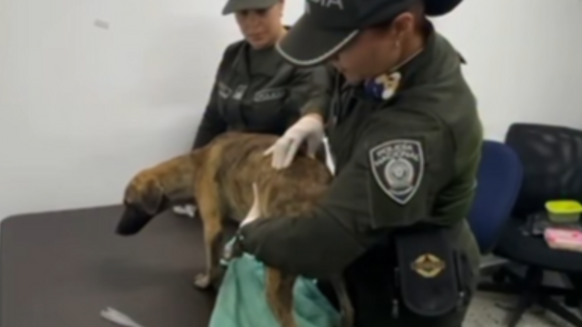 Los veterinarios están examinando un cachorro entregado por un hombre acusado de golpear brutalmente a un perro, lo que provocó indignación en todo el país.

 – En la mira