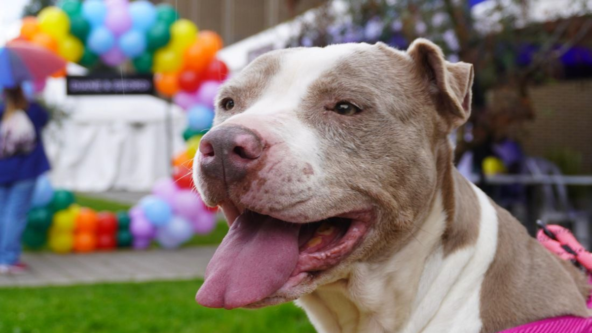 Condenan a 20 meses de prisión a hombre que torturó y mató a un perro en Barrancabermeja

 – En la mira