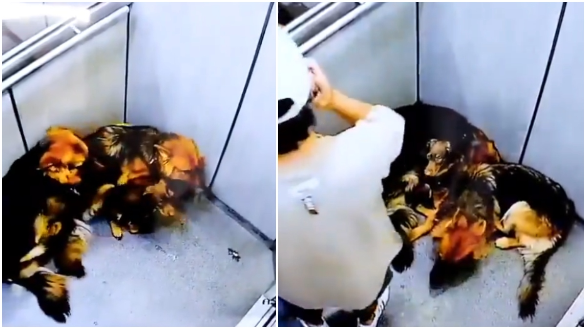 Un hombre fue captado golpeando brutalmente a tres perros en un ascensor

 – En la mira