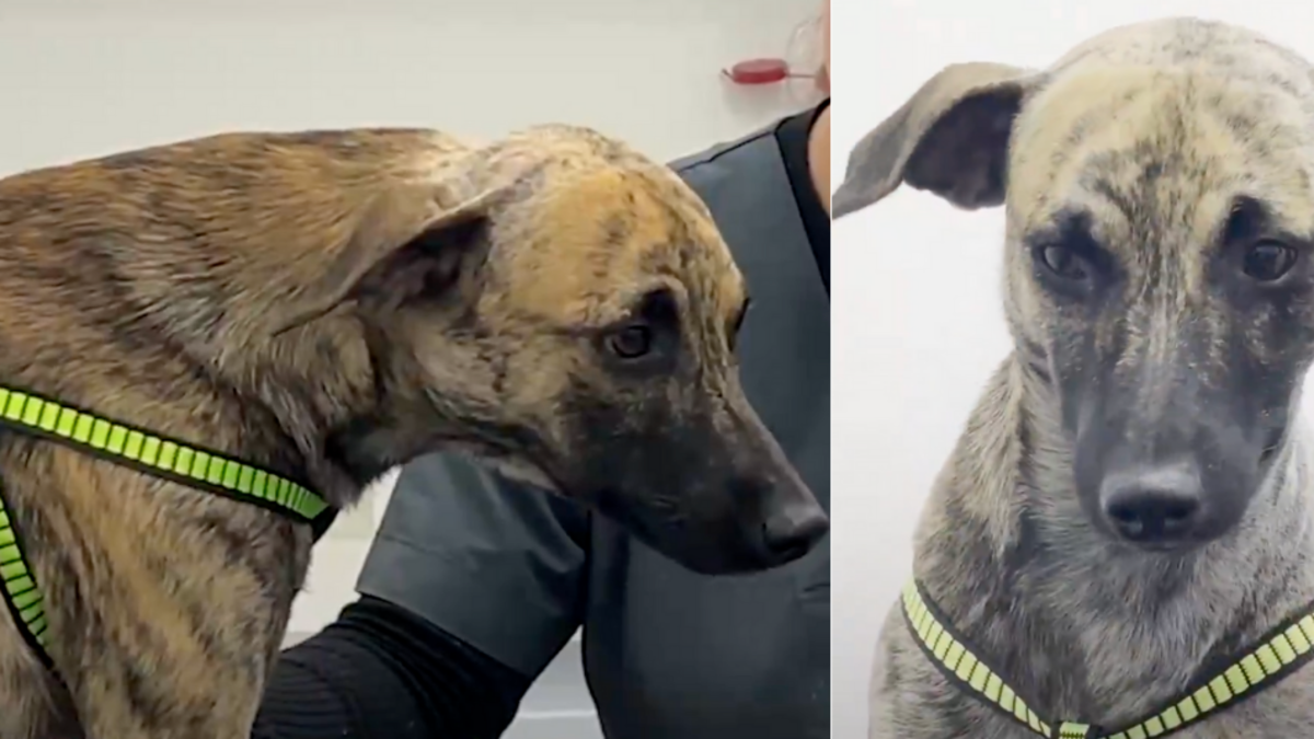 El Gobernador de Antioquia revela que el perro maltratado “Bizcocho” será dado en adopción una vez que se recupere; el atacante fue acusado

 – En la mira