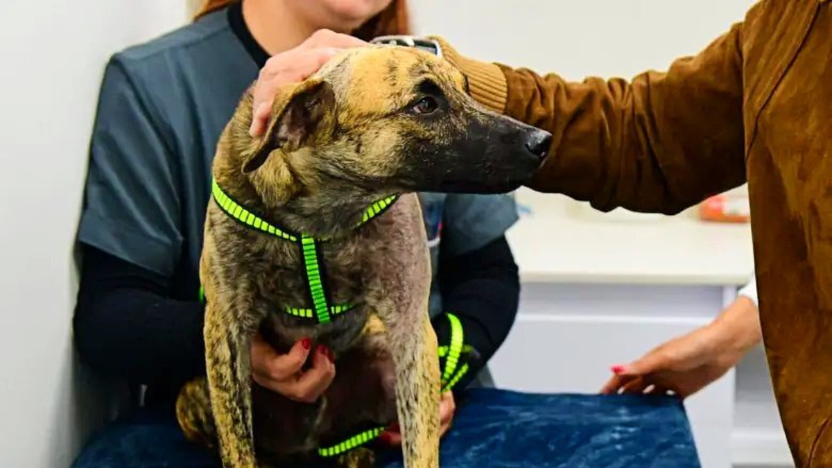 “Coronel Bizcocho”, un perro rescatado en Antioquia, adoptado por la policía

 – En la mira
