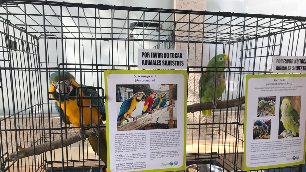 Cesar, primero en la región del Caribe por comercio ilegal de vida silvestre y tercero en el país por este delito ambiental

 – En la mira