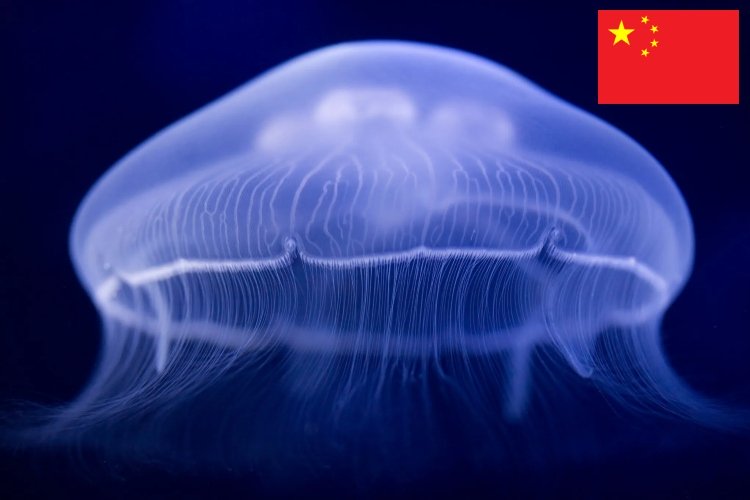 China está desarrollando un dron submarino inspirado en una medusa fantasma – EXTRA

 – En la mira